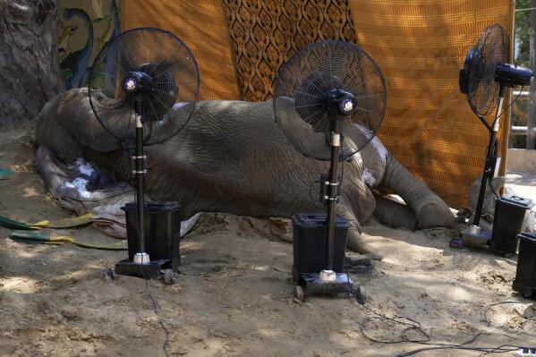 Misting fans are placed beside the body of an elephant named "Noor Jehan" at a zoo in Karachi, Pakistan, Saturday, April 22, 2023. The critically ill elephant that underwent a critical medical procedure by international veterinarians early this month, has died at a Pakistani zoo, officials said Saturday. (AP Photo/Fareed Khan)