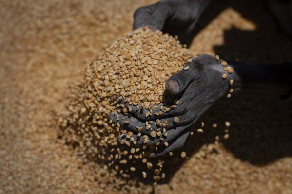 FILE - An Ethiopian woman scoops up portions of yellow split peas to be allocated to waiting families after it was distributed by the Relief Society of Tigray in the town of Agula, in the Tigray region of northern Ethiopia, on May 8, 2021. Only a small fraction of needy people in Ethiopia's northern Tigray region are receiving food aid, according to an aid memo seen by The Associated Press, more than one month after aid agencies resumed deliveries of grain following a lengthy pause over theft. (AP Photo/Ben Curtis, File)