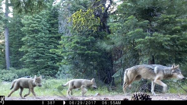 FILE - This June 29, 2017, file remote camera image provided by the U.S. Forest Service shows a female gray wolf and two of the three pups born in 2017 in the wilds of Lassen National Forest in Northern California. Trump administration officials on Thursday, Oct. 29, 2020, stripped Endangered Species Act protections for gray wolves in most of the U.S., ending longstanding federal safeguards and putting states in charge of overseeing the predators.  (U.S. Forest Service via AP, File)