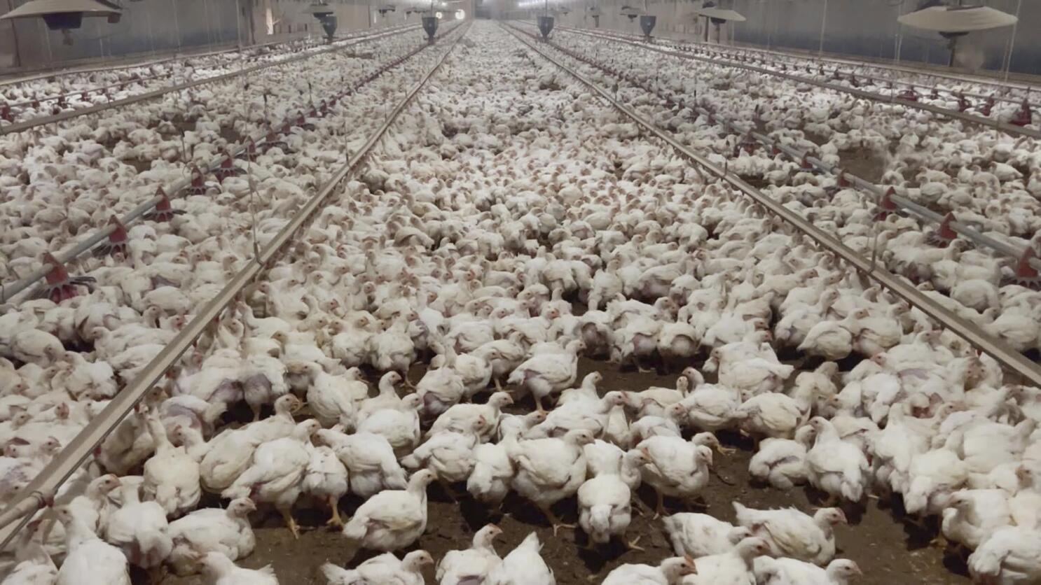 Animal rights group says chickens were abused, but Tyson Foods cut ties  with the farm on its own | AP News