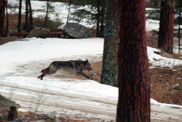 FILE - In this Jan. 14, 1995, file photo, a wolf leaps across a road into the wilds of central Idaho. On Tuesday, April 27, 2021, the Idaho House approved legislation allowing the state to hire private contractors and expand methods to kill wolves roaming Idaho, a measure that could cut the wolf population by 90%. (AP Photo/Douglas Pizac, File)