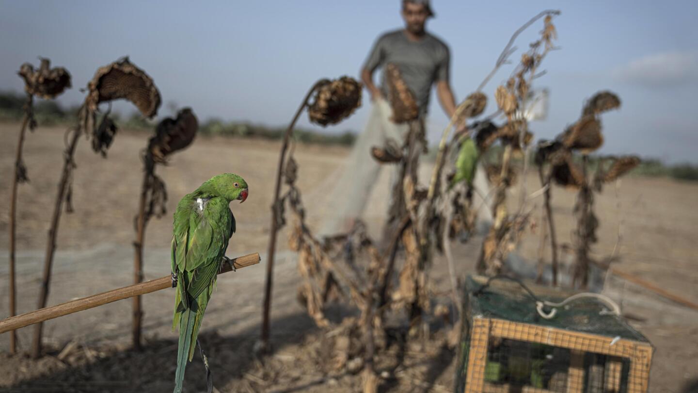 Bird Trapping in Egypt and Libya
