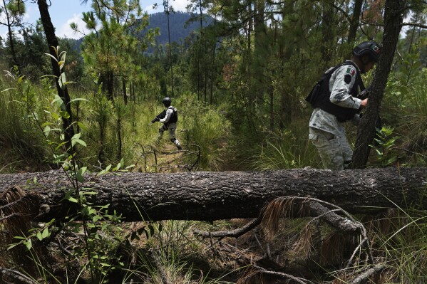 FILE - Mexican National Guards protect local farmers as they plant pine saplings in a recently deforested area in the San Miguel Topilejo borough of Mexico City, Aug. 13, 2023. Illegal logging is particularly acute in San Miguel Topilejo, which, because it has forests and is crossed by highways, makes it an attractive place for gangs to cut logs and move them to sawmills. (AP Photo/Marco Ugarte, File)