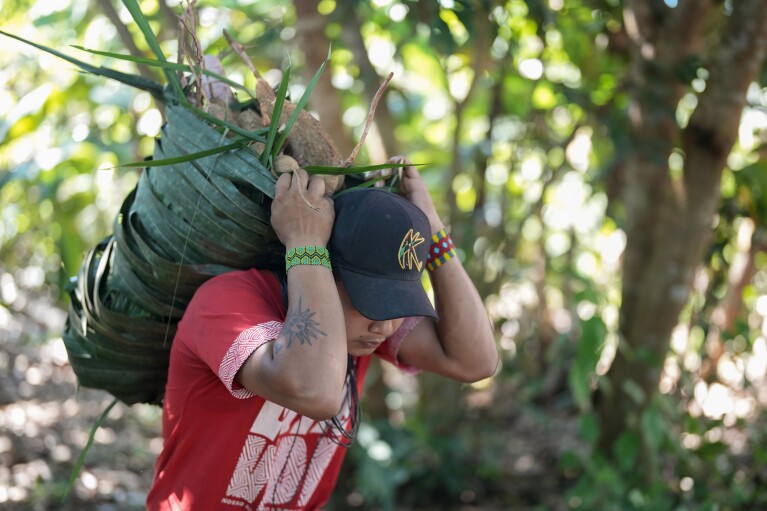 Pure Juma, son of Borea Juma, carries a basket filled with cassava on a jungle path in the Juma Indigenous community, near Canutama, Amazonas state, Brazil, Sunday, July 9, 2023.  (AP Photo/Andre Penner)