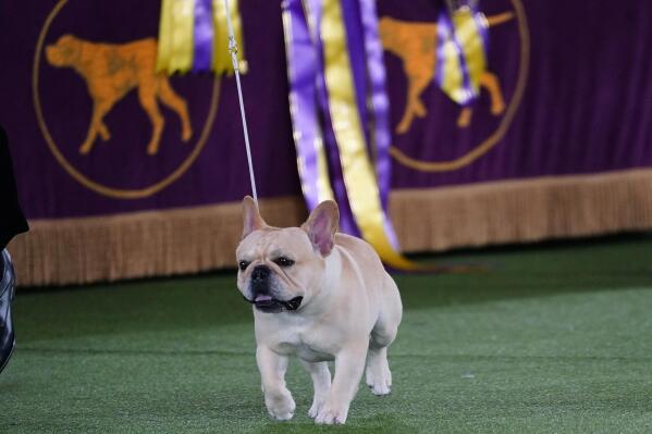 FILE - Winston, a French bulldog, competes for Best in Show at the 146th Westminster Kennel Club Dog Show, Wednesday, June 22, 2022, in Tarrytown, N.Y. French bulldogs are ranked as the United States' favorite dog breed, yet none has ever won the nation's pre-eminent dog show. This year, Winston is a strong contender to take the trophy at the Westminster Kennel Club dog show. (AP Photo/Frank Franklin II, File)