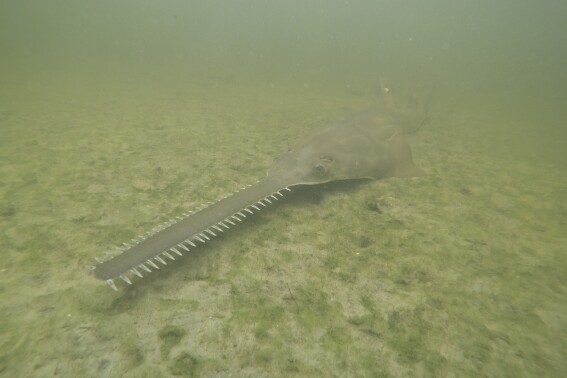 This image provided by NOAA shows a smalltooth sawfish. Endangered smalltooth sawfish, marine creatures virtually unchanged for millions of years, are exhibiting erratic spinning behavior and dying in unusual numbers in Florida waters. Federal and state wildlife agencies are beginning an effort to rescue and rehabilitate sawfish to find out why. (NOAA via AP)