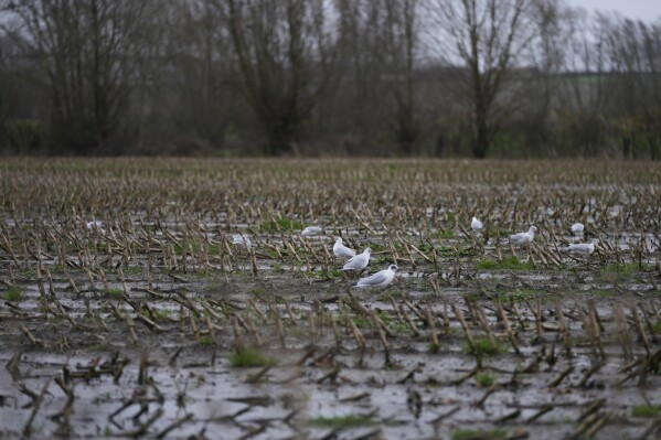 Birds look for food on a field where a crop has just been harvested in West Flanders, Belgium, Wednesday, Feb. 21, 2024. After hundreds of tractors disrupted an EU summit in Brussels in early February, farmers plan to return on Monday to be there when farm ministers discuss an emergency item on the agenda; simplification of agricultural rules that some fear could also amount go a weakening of standards. (AP Photo/Virginia Mayo)