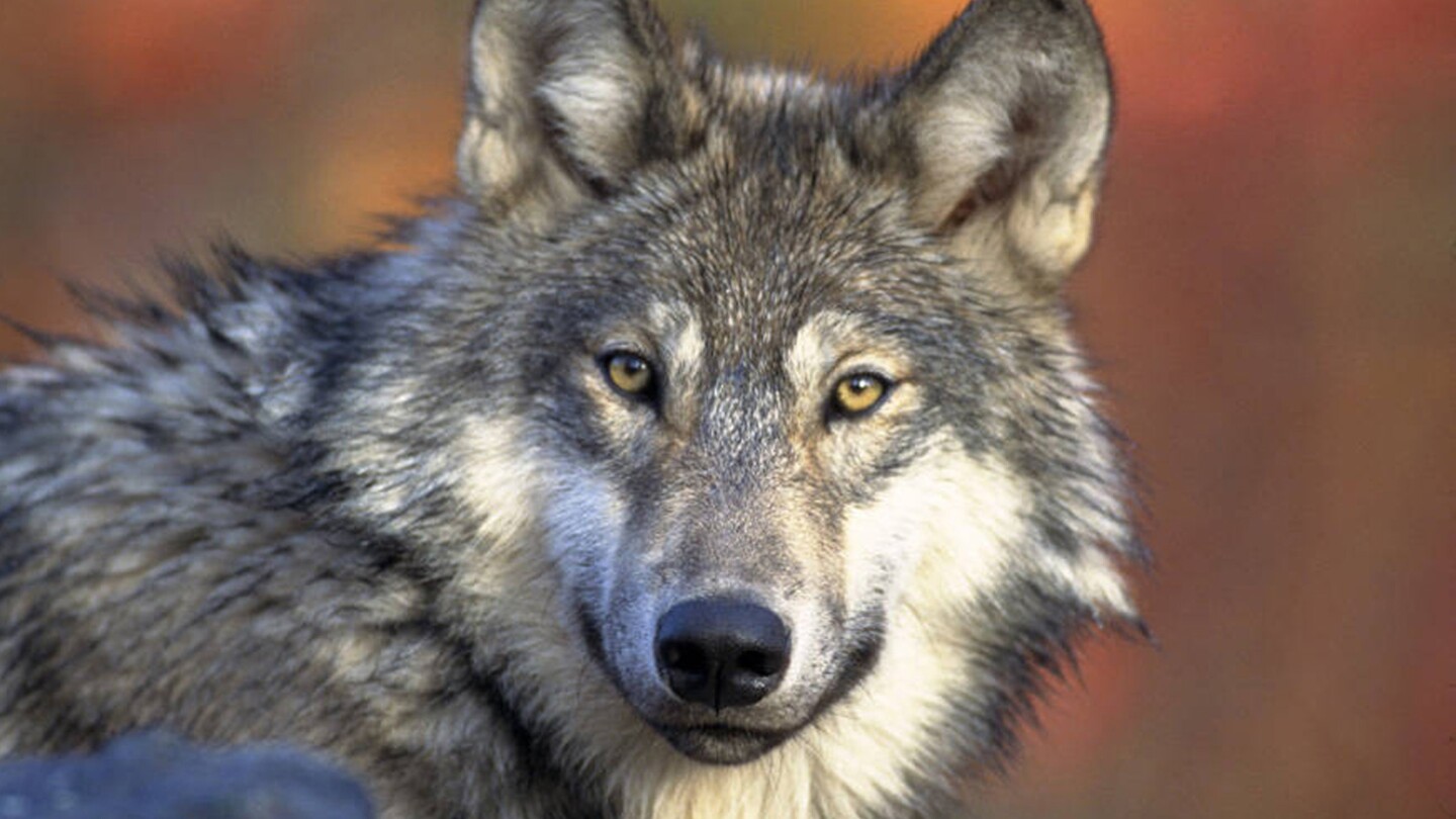 Съдия от Уисконсин отхвърли дело, оспорващо новия план за управление на вълците на щата