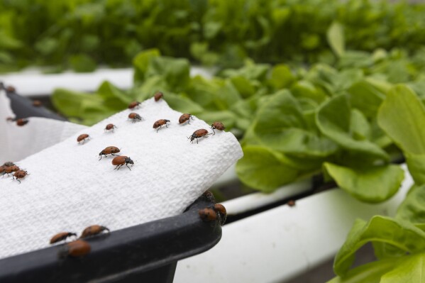 Ladybugs disperse out of a tray to mitigate aphids at Bolton Farms, a hydroponic farm, on Saturday, March 22, 2025, in Hilton, N.Y. (Caitlyn Daproza via AP)