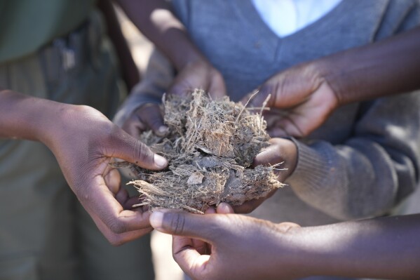 Esther Bote, 14, examines elephant dung under the watchful eye of game rangers on the periphery of Save Valley Conservancy, Zimbabwe on Wednesday, July 10, 2024. The conservancy and the country's parks agency have been running a program for school-age children on how to recognize danger signs and how to coexist with wildlife. (AP Photo/Tsvangirayi Mukwazhi)