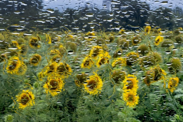 Sunflowers are pictured behind rain drops on a car window at a field in the outskirts of Frankfurt, Germany, Wednesday, Aug. 2, 2023. (AP Photo/Michael Probst)