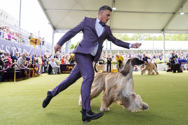 Handler Willy Santiago competes with Afghan Hound Zaida during breed group judging at the 148th Westminster Kennel Club Dog show, Monday, May 13, 2024, at the USTA Billie Jean King National Tennis Center in New York. (AP Photo/Julia Nikhinson, file)