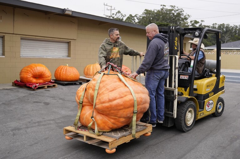 Pumpkins are transported to be weighed at the 50th Annual World Pumpkin Weighing Championships at Safeway in Half Moon Bay, Calif., Monday, Oct. 9, 2023. (AP Photo/Eric Risberg)