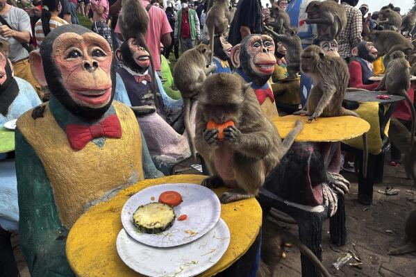 Monkeys enjoy fruit during monkey feast festival in Lopburi province, Thailand. Sunday, Nov. 27, 2022. The festival is an annual tradition in Lopburi, which is held as a way to show gratitude to the monkeys for bringing in tourism. (AP Photo/Chalida EKvitthayavechnukul)