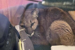 In this photo provided by the San Mateo County Sheriff's Office, is a mountain lion after it entered an empty high school classroom in Pescadero, Calif., Wednesday, June 1, 2022. A quick-thinking member of the custodial staff was opening Pescadero High for the school day when the juvenile cougar was spotted and was able to safely confine the mountain lion said Detective Javier Acosta with the San Mateo County Sheriff's Office. No students or teachers were on campus at the time, Acosta said. (Javier Acosta/San Mateo County Sheriff's Office via AP)