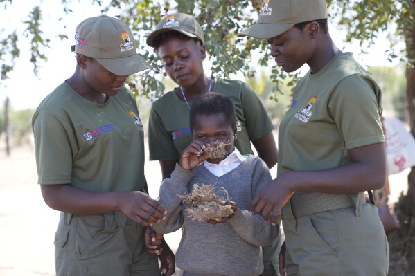 Esther Bote, 14, sniffs elephant dung as game rangers watch on the periphery of Save Valley Conservancy, Zimbabwe on Wednesday, July 10, 2024. The conservancy and the country's parks agency have been running a program for school-age children on how to recognize danger signs and how to coexist with wildlife. (AP Photo/Tsvangirayi Mukwazhi)