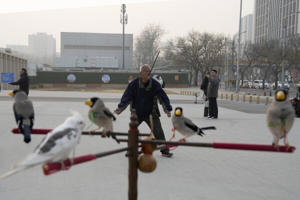 Beijingers play fetch with migratory birds in traditional game