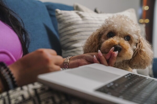 Melissa Chavez feeds a treat to her toy poodle Milo, Thursday, Aug. 24, 2023, in New York. Chavez decided to get a dog in the summer of 2020, she had an idea of the costs but was surprised by how fast they added up.When (AP Photo/Bebeto Matthews)