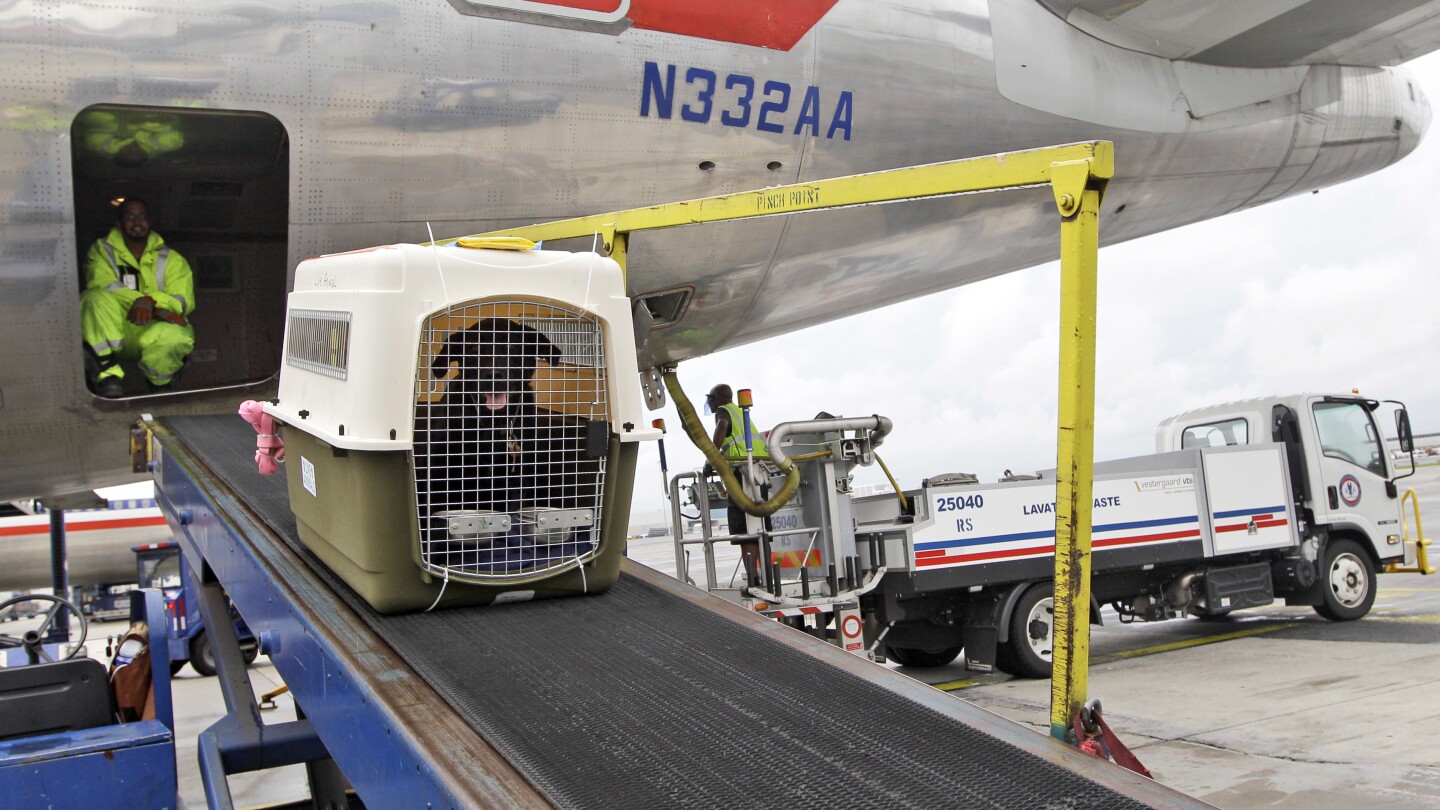 American Airlines Relaxes Pet Policy Allowing Pets and Full-Size Carry-On Bags in Cabin