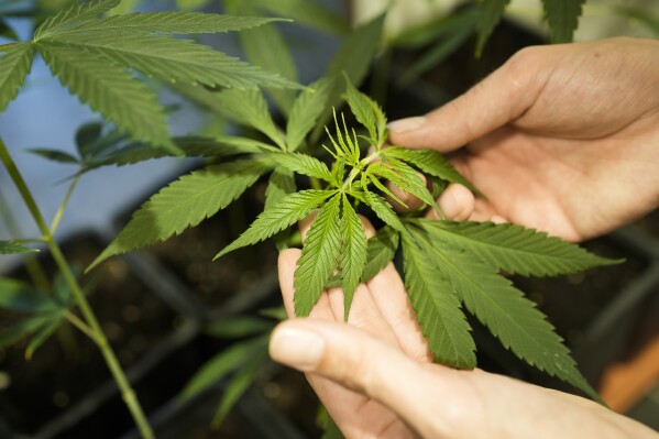 FILE - An employee shows a growing cannabis or hemp plant in a box at the Cannabis Museum in Berlin, Germany, Tuesday, Aug. 15, 2023. The German government’s plan to liberalize rules on cannabis has cleared its final parliamentary hurdle, clearing the way for the possession of limited amounts of marijuana to be decriminalized on April 1, 2024. In a second step, “cannabis clubs” that will be allowed to grow the substance for members’ personal use will be allowed to start work on July 1. (AP Photo/Markus Schreiber, File)