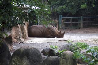 FILE - A rhinoceros rests inside an enclosure at the Dr. Juan A. Rivero Zoo in Mayaguez, Puerto Rico, July 7, 2017. The government announced on Monday, Feb. 28, 2023 that it is closing the U.S. territory’s only zoo, which has remained closed since hurricanes Irma and Maria battered the island in Sept. 2017, as federal authorities investigate allegations of mistreatment of animals. (AP Photo/Danica Coto, File)