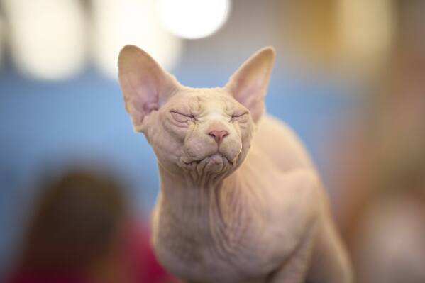 Bismarck the Sphinx closes its eyes while being examined by a judge during an international feline beauty competition in Bucharest, Romania, Saturday, May 10, 2025. (AP Photo/Vadim Ghirda)