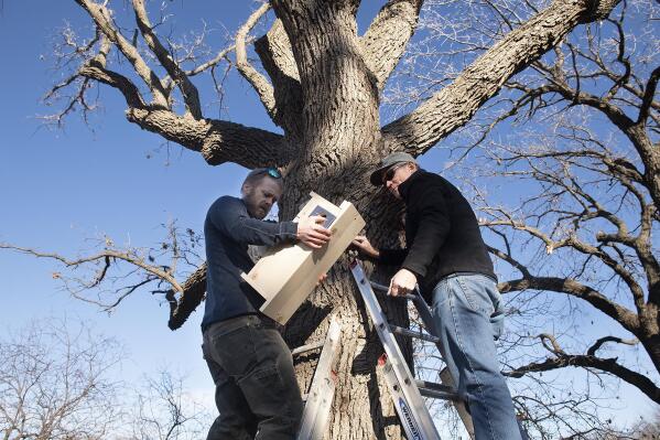 From left, John Benson, UNL assistant professor of vertebrate ecology, and John Carroll, Director of the University of Nebraska's School of Natural Resources, install a nesting box for flying squirrels on Wednesday, Dec. 22, 2021, on UNL's East Campus in Lincoln, Neb. (Gwyneth Roberts/Lincoln Journal Star via AP)