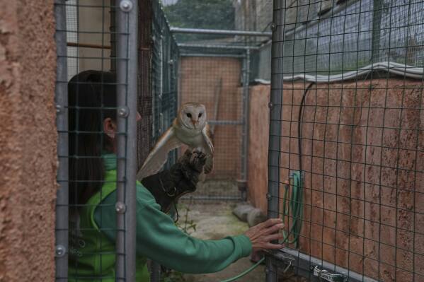 bird trainer myrto mazmanidi carries a barn owl on a falconry glove at the attica zoological park, near athens, on jan. 21, 2025. (ap photo/thanassis stravrakis)