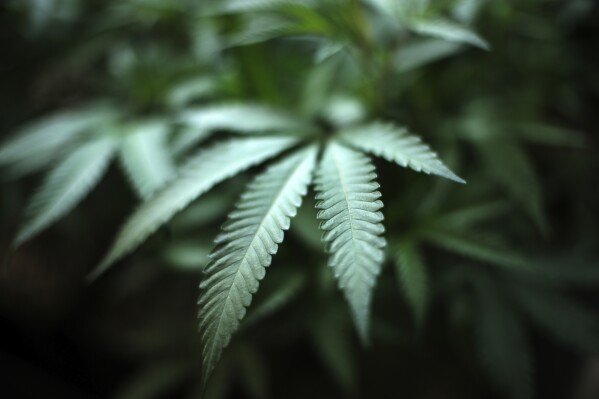 ARCHIVO - Una planta de cannabis en un sitio de cultivo en interior en Gardena, California, el 15 de agosto de 2019. (AP Foto/Richard Vogel, archivo)