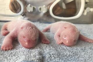 This photo released by Qinling Giant Panda Research Center, shows newly born twin Panda cubs, male at left and female at right, at the center in Xi'an, in northwestern China's Shaanxi Province on Tuesday, Aug 23, 2022. The male cub weighed 176.4 grams while the female cub weighed 151.2 grams when they were born at the on Tuesday morning, according to the Qinling Panda Research Center. (Qinling Giant Panda Research Center via AP)