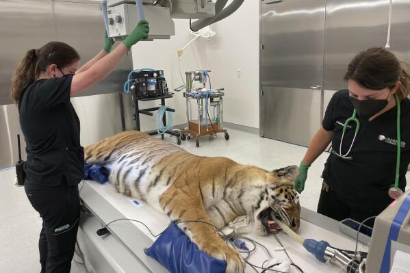 Lola the tiger gets X-rayed before her exam and dental procedure by a veterinarian team at the Oakland Zoo in Oakland, Calif., Thursday, July 14, 2022. (AP Photo/Haven Daley)