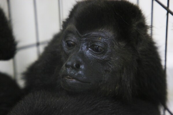 A howler monkey sits in a cage with other people at a veterinary clinic after being rescued amid extremely high temperatures in Tecolutilla, Tabasco state, Mexico, Tuesday, May 21, 2024. Dozens of Howler monkeys were found dead in the Gulf Coast state while others were rescued by locals who rushed them to a local veterinarian.  (AP Photo/Luis Sánchez)
