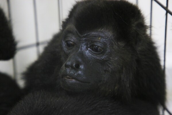 Een brulapen zit in een kooi met anderen in een dierenkliniek nadat ze zijn gered te midden van extreem hoge temperaturen in Tecolotilla, in de staat Tabasco, Mexico, dinsdag 21 mei 2024. Tientallen brulapen werden dood aangetroffen in de staat Gulf Coast, terwijl anderen werden gedood. dood aangetroffen. Ze werden gered door bewoners en naar een plaatselijke dierenarts gebracht.  (AP Foto/Luis Sanchez)