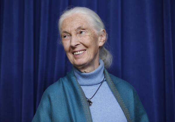 FILE - This April 3, 2019 file photo shows primatologist Jane Goodall being honored for her lifetime achievements at a ceremony on her 85th birthday in Los Angeles. Goodall was named Thursday, May 20, 2021 as this year’s winner of the prestigious Templeton Prize, honoring individuals whose life’s work embodies a fusion of science and spirituality. (AP Photo/Damian Dovarganes, File)