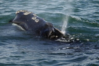 FILE - A North Atlantic right whale feeds on the surface of Cape Cod bay off the coast of Plymouth, Mass., March 28, 2018. The decline of the North Atlantic right whale, one of the rarest whales in the world, appears to be slowing, but scientists warn the giants animals still face existential threats from warming oceans, ship collisions and entanglement in fishing gear. There are now an estimated 356 of the whales, the North Atlantic Right Whale Consortium said Monday, Oct. 23, 2023. (AP Photo/Michael Dwyer, File)