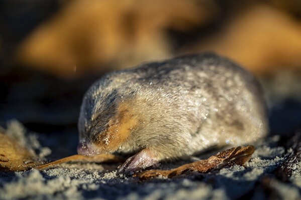 This photo provided by RE:wild shows a rediscovered mole on the west coast of South Africa. Researchers in South Africa say they have rediscovered a mole species that has an iridescent golden coat and 鈥渟wims鈥� through sand dunes after it hadn't been seen for more than 80 years and was thought to be extinct. (Nicky Souness/re:Wild via AP)