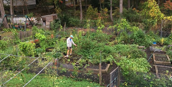 
              This Tuesday, Oct. 24, 2017 photo provided by Margaret Primack shows her husband, Richard, in their home garden in Boston, still growing and productive. Richard, a Boston University biology professor, says in New England, many trees aren’t changing colors as vibrantly as they normally do or used to because some take cues for when to turn from temperature. (Margaret Primack via AP)
            