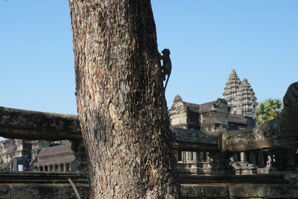 A monkey climbs a tree at Angkor Wat temple complex in Siem Reap province, Cambodia, Tuesday, April 2, 2024. Cambodian authorities are investigating the abuse of monkeys at the famous Angkor UNESCO World Heritage Site. Officials say some YouTubers are physically abusing the macaques to earn cash by generating more views. (AP Photo/Heng Sinith)