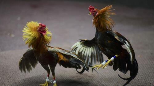 FILE - Cockfighting takes place in Toa Baja, Puerto Rico, on Dec. 18, 2019. Honolulu police have yet to make any arrests in a fatal shooting Saturday, April 15, 2023, that's highlighting the dangers that come with cockfighting, which has long been popular in Hawaii. (AP Photo/Carlos Giusti, File)