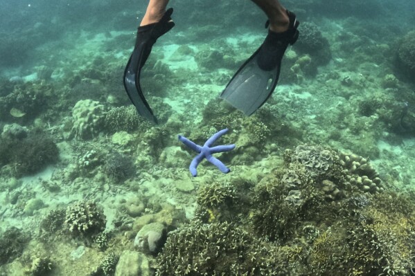 A man swims by a starfish off of Verde Island, Batangas province, Philippines on Wednesday, Jan. 24, 2024. The Philippines is seeing one of the world's biggest buildouts of natural gas infrastructure. But the buildout raises serious questions about the health of nearby coral reefs and fishing communities. (AP Photo/Aaron Favila)