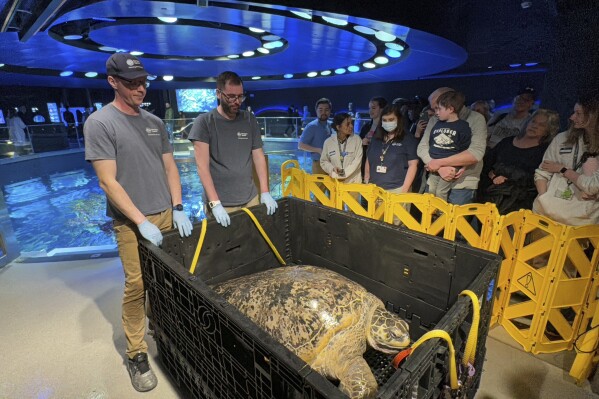 New England Aquarium staff and visitors looking at Myrtle as the massive sea turtle rests in a crate after being hoisted out of a giant ocean tank before a performed a medical examination in Boston, Tuesday, April 9, 2024. Myrtle, who's around 90 years old and weighs almost a quarter of a ton, underwent a medical examination that included blood draws as well as eye, mouth and a physical examination to ensure the creature remains in good health. (AP Photo/Rodrique Ngowi) (AP Photo/Rodrique Ngowi)