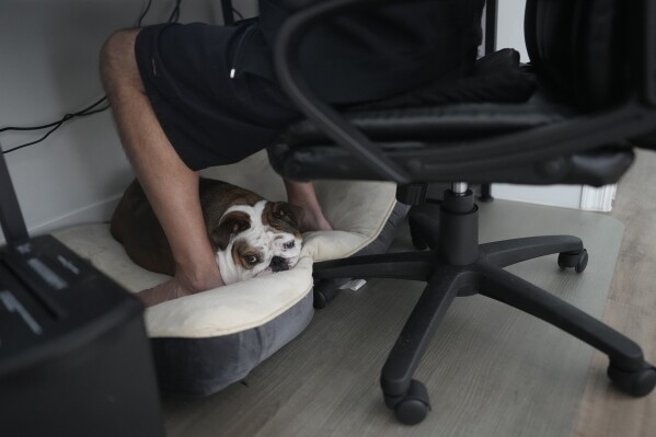 Web designer Joey Di Girolamo, 50, works at his desk with dog Khaleesi snuggled at his feet, Thursday, July 20, 2023, in Pembroke Pines., Fla. Di Girolamo, who has worked from home since the pandemic, had to downsize from a two-bedroom to one-bedroom apartment, due to rent increases. (AP Photo/Rebecca Blackwell)