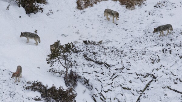 FILE - This photo taken Jan. 24, 2023, shows a pack of wolves after they killed a moose at Michigan's Isle Royale National Park. (Rolf Peterson/Michigan Technological University via AP, File)