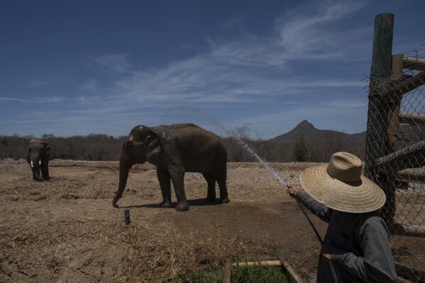A staff member sprays an elephant with water at the animal refuge Ostok Sanctuary, on the outskirts of Culiacan, Mexico, Monday, May 19, 2025. (AP Photo/Felix Marquez)