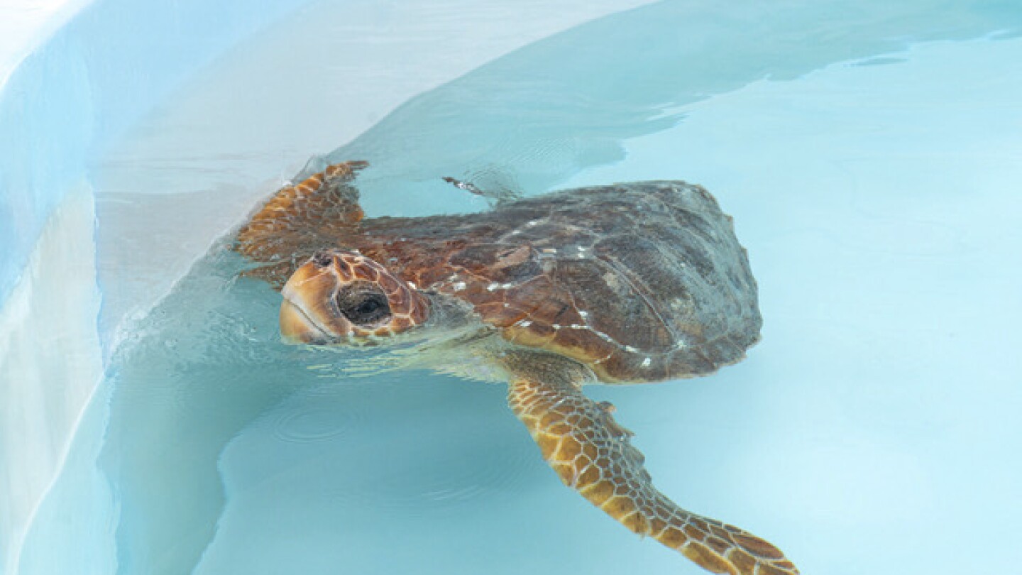 2 ранени костенурки карета триумфално пълзят в Атлантика след рехабилитация във Флорида
