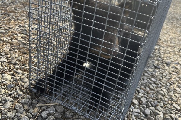 This photo provided by the North Carolina Wildlife Resources Commission shows a bear cub in Asheville, N.C. A video of people pulling two bear cubs from a tree in North Carolina as one person posed for a photo with one of the wild animals prompted an investigation, but a state wildlife official said Friday, April 19, 2024 that no charges will be filed. (North Carolina Wildlife Resources Commission via AP)