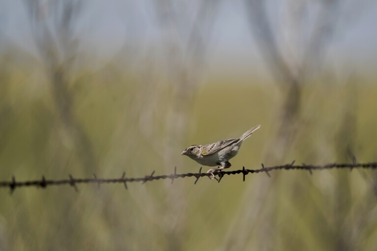 A grasshopper sparrow perches on a barbed wire fence, Tuesday, June 20, 2023, in Denton, Neb. (AP Photo/Joshua A. Bickel)