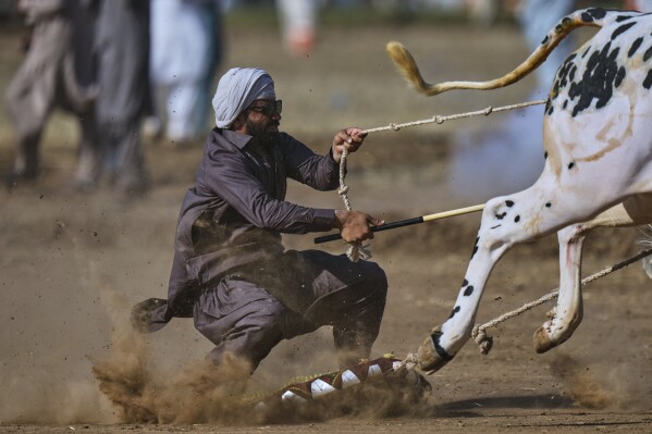 A jockey controls a pair of bull during a traditional bull race competition, in Malal, a village of Attock district, in Pakistan, Thursday, May 15, 2025. (AP Photo/Anjum Naveed)