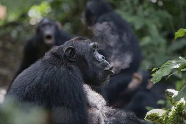 In this photo provided by researchers, a wild adult male chimpanzee, the alpha of his community, produces a pant-hoot call early in the morning, as in the background a subadult male, his mother, and younger brother join in with a chorused pant-hoot in the Budongo Forest of Uganda in October 2018. (Adrian Soldati via AP)