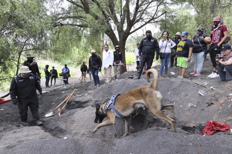 2024 年 5 月 1 日星期三，墨西哥城搜寻委员会的一只名为阿尔戈斯 (Argos) 的搜寻犬在一个地区展开搜寻，搜寻志愿者表示，他们在墨西哥城边缘的特拉瓦克 (Tlahuac) 发现了一个秘密火葬场。所谓的团体 "搜索妈妈们" 来自墨西哥北部的她周二晚间宣布，她的团队在秘密墓坑周围发现了骨头和身份证，检察官表示他们正在调查以确定遗骸的性质。  （美联社照片/吉内特·里克尔梅）